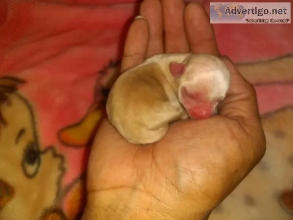 Tiny Apple Head Female Chihuahua