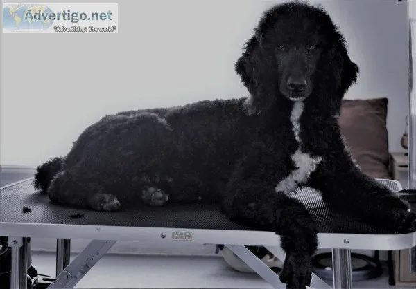 AKC Standard Poodle Female-Michigan