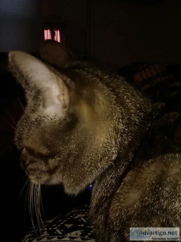 Two kitties