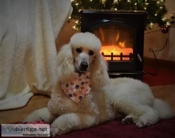AKC White Standard Poodle 1 Yr female-Michigan Poodles