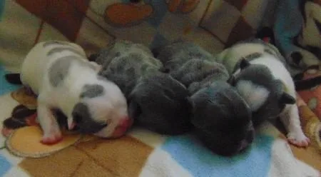 French Bulldog Puppies