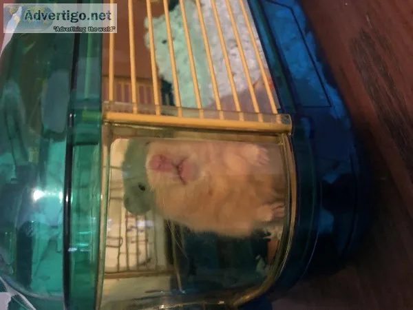 Hampster
