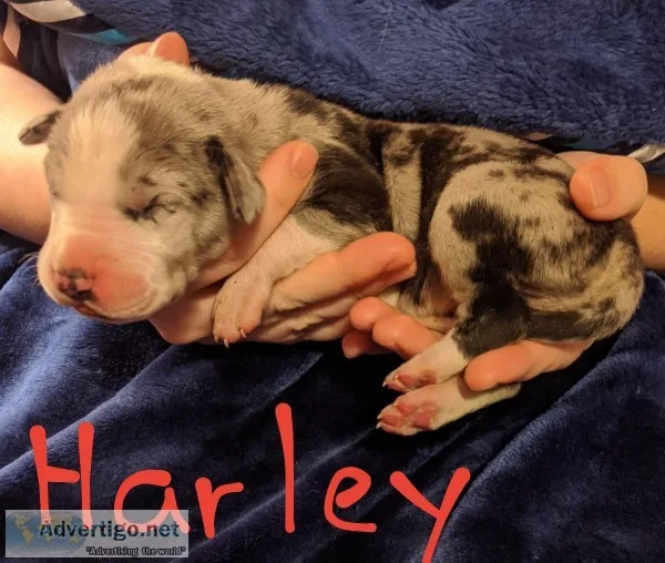 AKC Great Dane Puppies