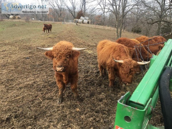 Cattle for sale
