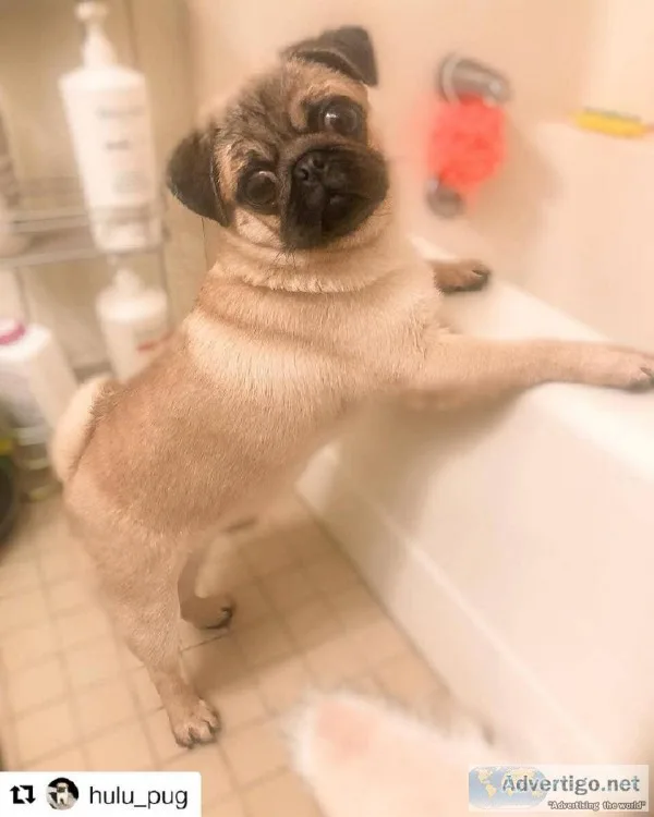 CKC purebred Pug Puppies