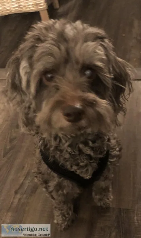 4 Year old Poodle