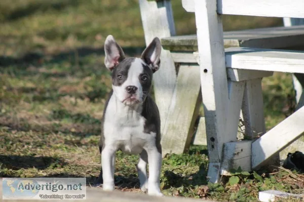 American bully