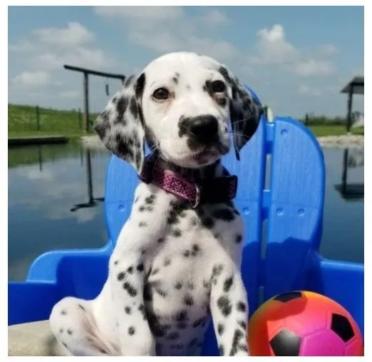DALMATIAN PUPPY FOR SALE