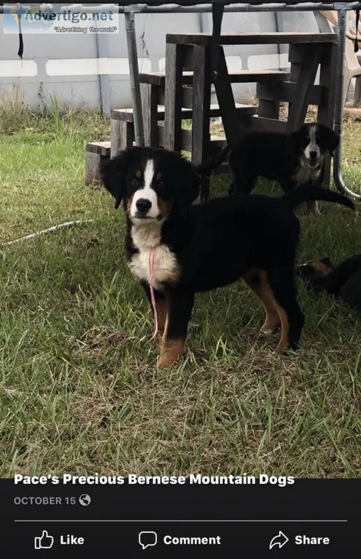Akc Bernese Mountain Dogs