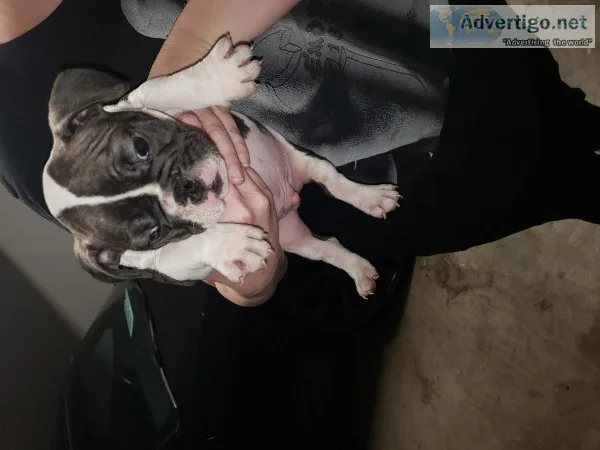 French bulldog looking for home and good loving people