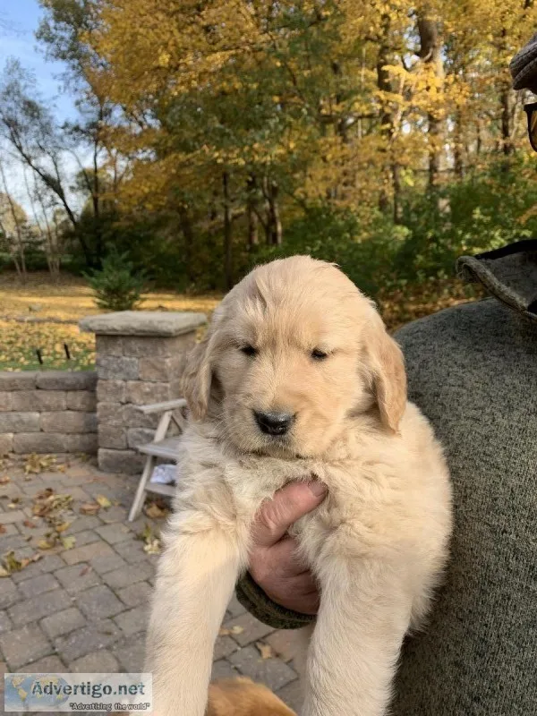 Golden Retriever Puppies