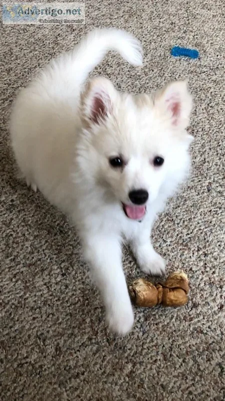 Alaskan Eskimo Puppy