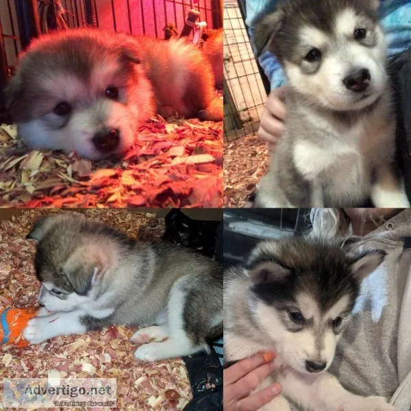 Malamute pups