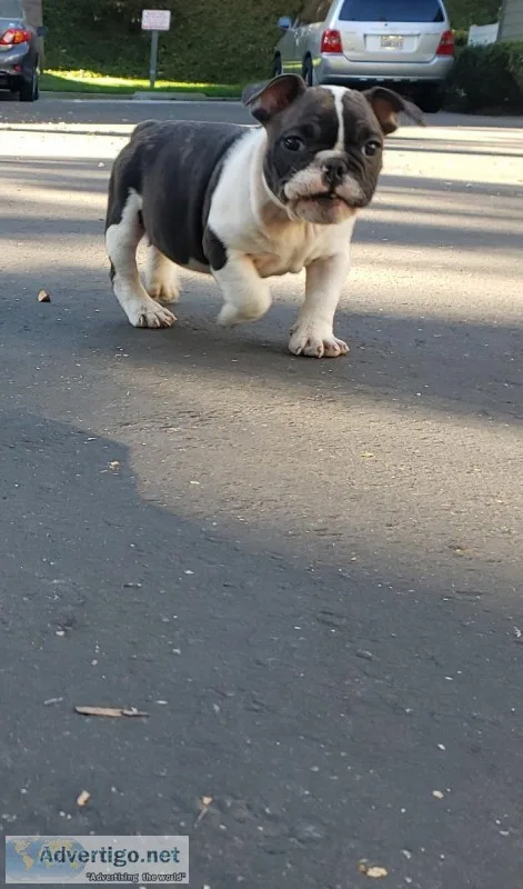 Cute french bulldog looking for a great home