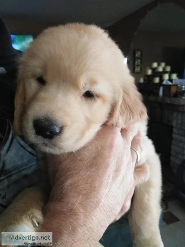 Golden Retriever puppies