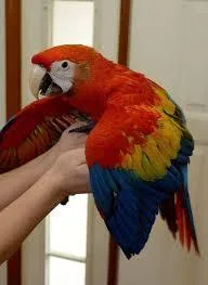 Gift talking and smart parrots Macaws