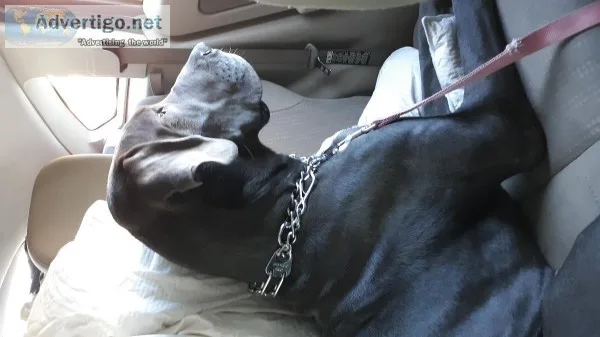 Blue European Great Dane Female