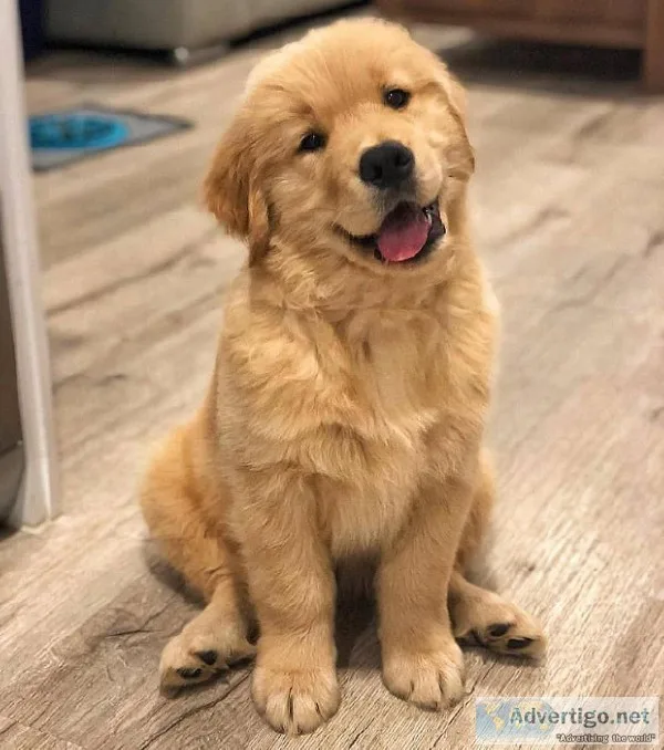 5 Month Old Golden Retriever