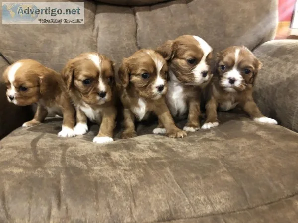 Christmas Cavalier King Charles Spaniel Puppies