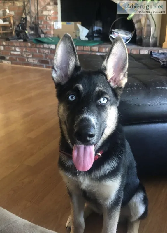HuskyGerman Shepard Puppy