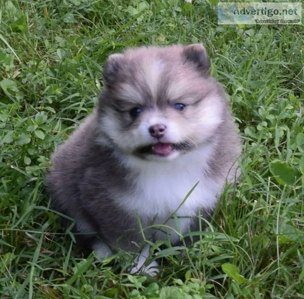 AKC registered Pom for sale