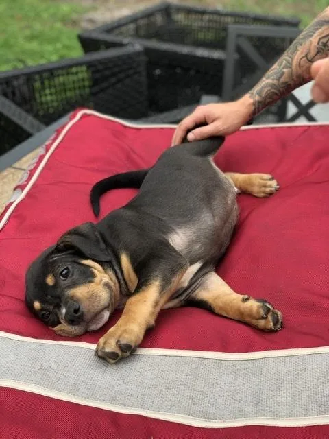 AMERICAN BULLY PUPPIES
