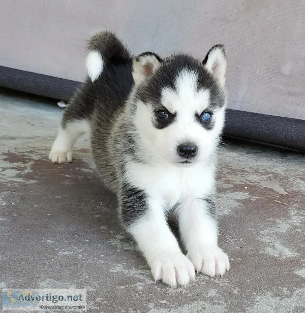 Siberian Husky puppies