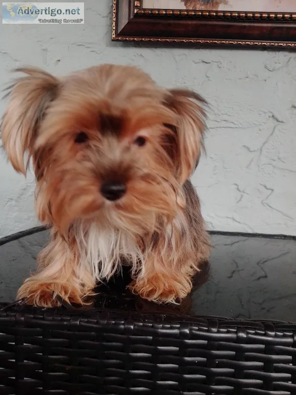 Adorable older Yorkie puppies