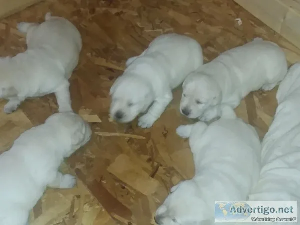 AKC LAB PUPPYS