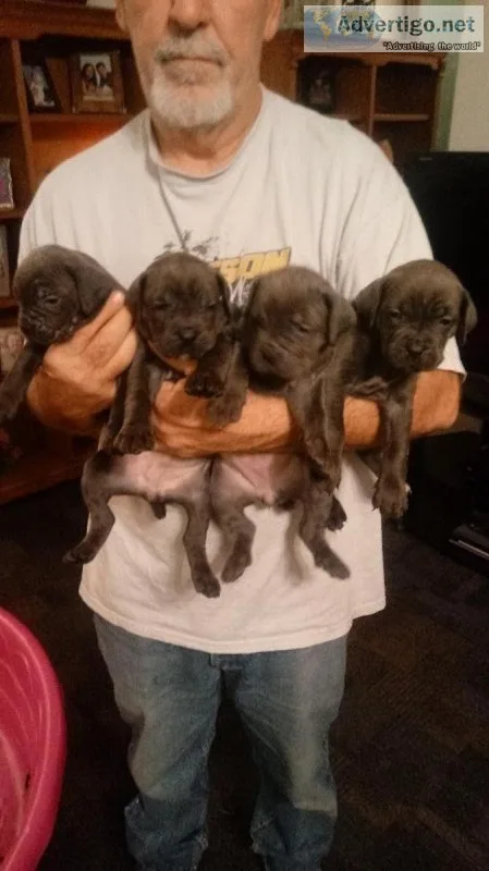 Reg. Cane Corso pups