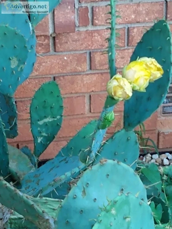 Pear cactus