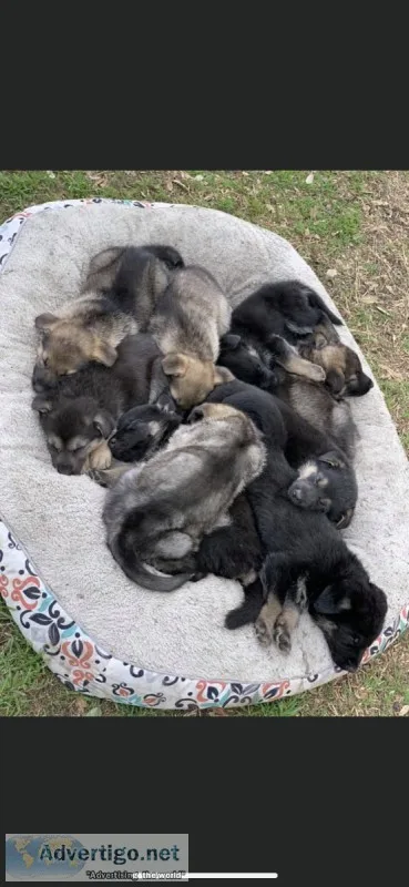 Sable German Shepherd Puppies