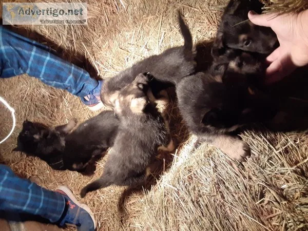 AKC GERMAN SHEPHERD PUPPIES