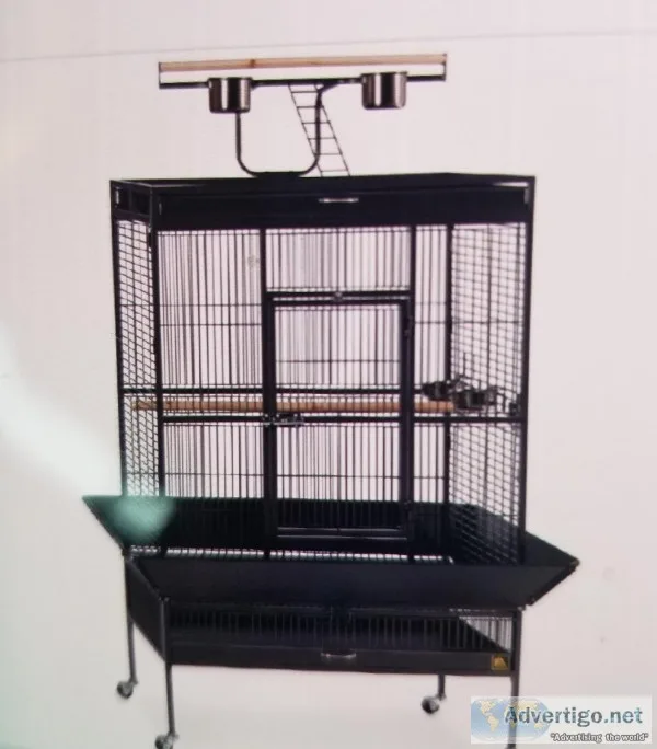 PINEAPPLE CONURE  1Yr.