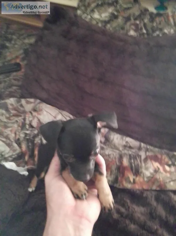 Chihuahua puppies