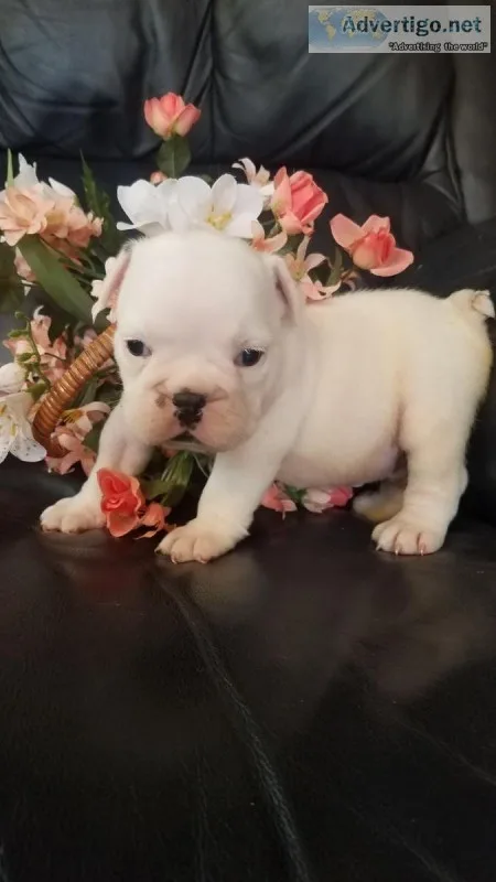 English Bulldog puppies registered 509-671-7273