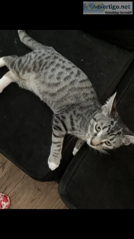 4 month old kitten