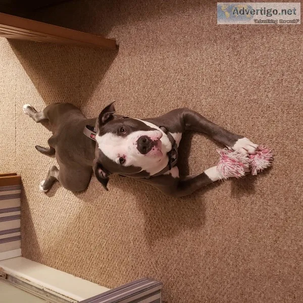 ABKC Bully