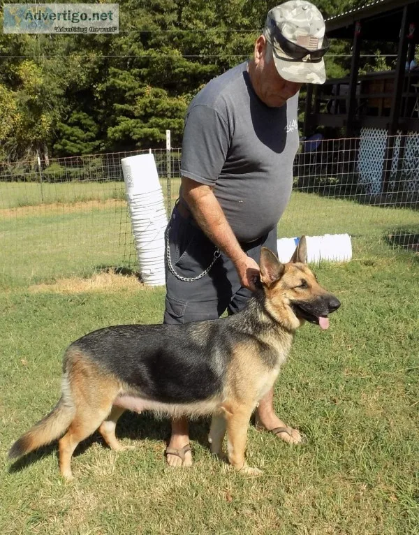 Registered German Shepard Pups