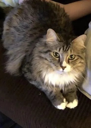 Fluffy 4 year old male cat
