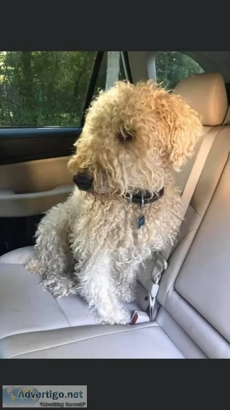 Lost adult Wheaten Terrier cream colored