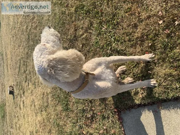 AKC Standard Poodle