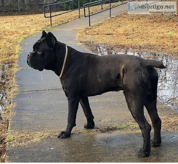 Cane Corso 10 months old