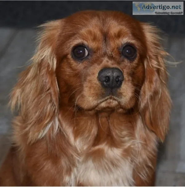 Orlando- Cavalier King Charles Spaniel