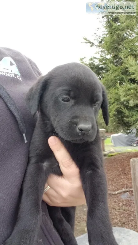 Purebred labrador