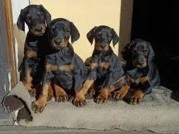 Doberman Puppies