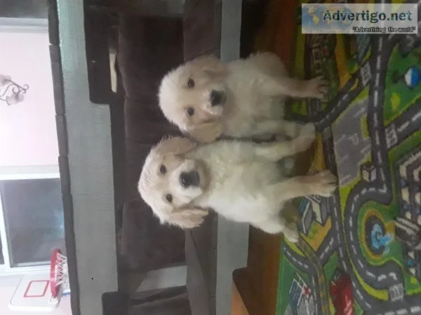 8 week old Golden Retriever puppies
