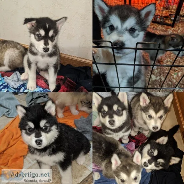 Malamute pups