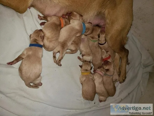 Purebred Labrador pups