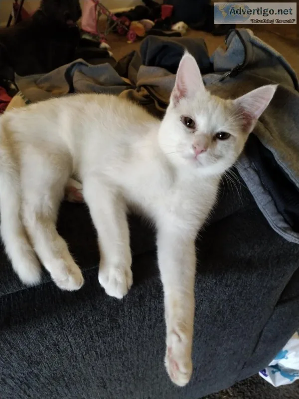 Needing new home